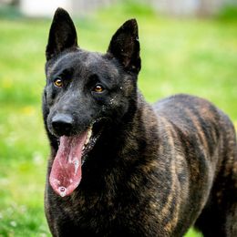 Belgian Malinois, Dutch Shepherd, and German Shepherd All Grown Up from Stay Wild K9