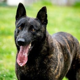 Belgian Malinois, Dutch Shepherd, and German Shepherd All Grown Up from Stay Wild K9