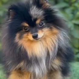 Black panther - Pomeranian