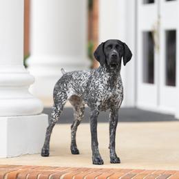 Miller - German Shorthaired Pointer