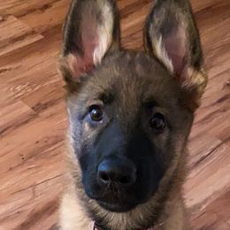 German Shepherds from Wayward Shepherds