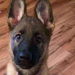 German Shepherds from Wayward Shepherds