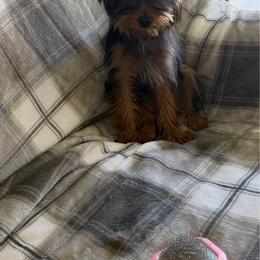 Boy Puppy - black and gold - Black and gold male Yorkshire Terrier puppy in Willcox, Arizona from Yorkshire Estate Yorkies