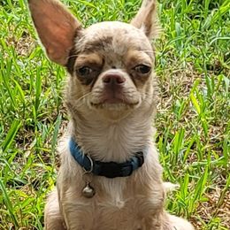 Kasper - Chihuahua