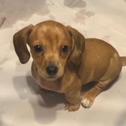 Grestch - Dapple female Dachshund puppy in Lexington, Oklahoma from BooneDox Miniature Dachshunds