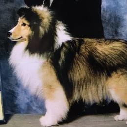 Shetland Sheepdog All Grown Up from Oak Knoll