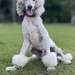 Jonesy - Poodle