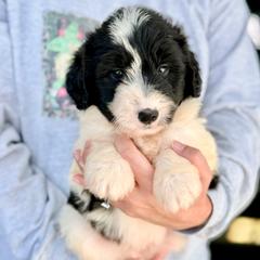Shep - White and black male Bordoodle puppy in Eastman, Georgia from Dood B Ranch