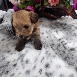 Havanese Puppies from 7th Heaven Havanese of Texas