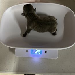 French Bulldog Puppies from Psycho Frenchies