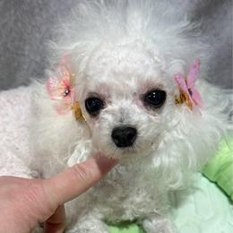 Maltipoo puppies from Yorkie & Maltese Royalty
