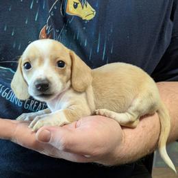 7 Valentine - Dapple female Dachshund puppy in Central Point, Oregon from MRS Long Dog Ranch