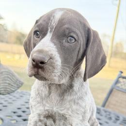 Girl 1 - Liver roan female German Shorthaired Pointer puppy in Huntington, Texas from B&B GSP’S