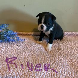 River - Black and white male Boston Terrier puppy in Brown City, Michigan from Mae Boston Terriers