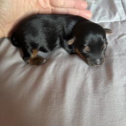 Yorkshire Terrier puppies from Whispering Willows Kennels
