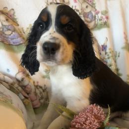 Henry - Black white and tan male English Springer Spaniel puppy in Palmdale, California from Legacy