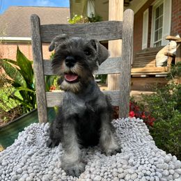 Dakota - Salt and pepper male Miniature Schnauzer puppy in Dawson, Georgia from Faith Farm Miniature Schnauzers