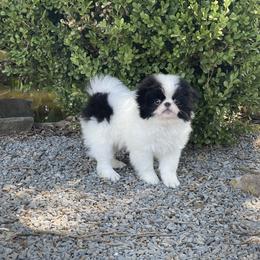 Japanese Chin puppies from Chin of Touché