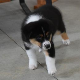 Buoy - Black tri-color female Australian Shepherd puppy in Jameson, Missouri from Sky Creek