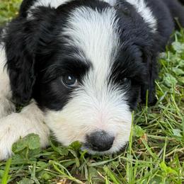 Duncan - Black and white male Aussiedoodle puppy in Churchville, New York from Bluebird Family Farm