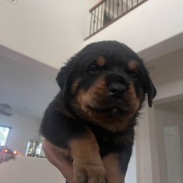 Rottweiler Puppies from GrowlHausRotts