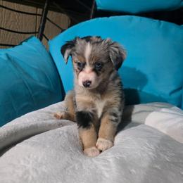 Wendy - Blue merle female Australian Shepherd puppy in Copperas Cove, Texas from Hidden Leaf Aussies
