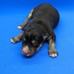 Pomsky Puppies from Our Pomsky Yard