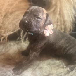 MeatBall - Brindle female Great Dane puppy in Lehigh Acres, Florida from Florida Wrinkles