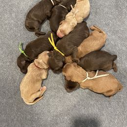 Light blue - Red female Irish Doodle puppy in Surprise, Arizona from Huckleberry Doodles