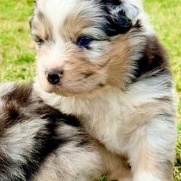 Titian - Blue merle male Australian Shepherd puppy in Mineral Wells, Texas from A6 Australian Shepards