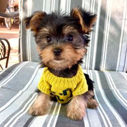 Little Ralphie - Blue and gold male Yorkshire Terrier puppy in Yuma, Arizona from Yuma Yorkie