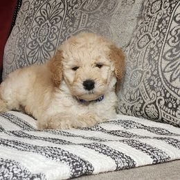 Dark Blue Collar Boy - Apricot Goldendoodle puppy in Richmond, Virginia from Highland Grove Doodles, LLC