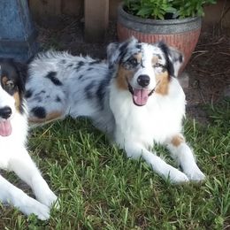 Australian Shepherds from Susan Winters Australian Shepherds