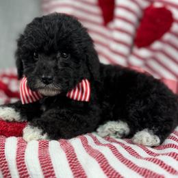 Luke B. - Black male Poodle puppy in Grinnell, Iowa from Rural Iowa Aussies & Doodles