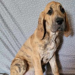 Spook - Brindle Great Dane puppy in Bay Shore, New York from Gentle Giant Companions