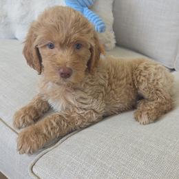 Goldendoodles from Medium Labradoodles 🐾