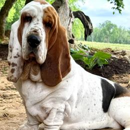 Tilly - Basset Hound