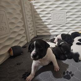 Rat Terrier Puppies from Cryptic Rat Terriers
