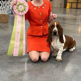 Basset Hound and Pembroke Welsh Corgi All Grown Up from 4 Sail Quarter Horses and Corgis
