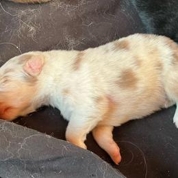 Boy 1 - Red merle male Australian Shepherd puppy in Brownfield, Maine from Misty Feather Aussies