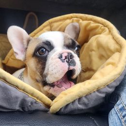 Margot - White and fawn female French Bulldog puppy in Almo, Kentucky from Busy Bee French Bulldogs