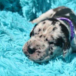 Purple Collar - Merle male Great Dane puppy in Alvarado, Texas from Texas Blue Danes
