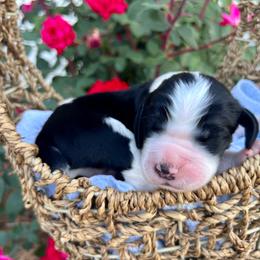 Orange - White and black male English Springer Spaniel puppy in Swainsboro, Georgia from Sweet Georgia Springers