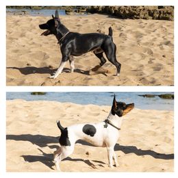 Rat Terrier Puppies from Haiku Rat Terriers