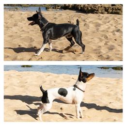 Rat Terrier Puppies from Haiku Rat Terriers