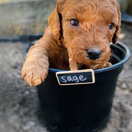 Goldendoodle Puppies from BasilBella’s Doodles