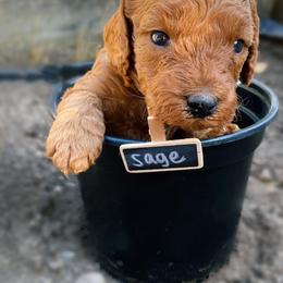Goldendoodle Puppies from BasilBella’s Doodles