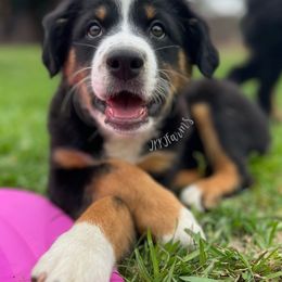 Australian Shepherd, Miniature Australian Shepherd, and Toy Australian Shepherd Puppies from JKKJ Farms