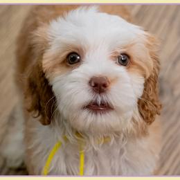 Aurora - Red and white female Cockapoo puppy in Connersville, Indiana from Deaz Doodle Ranch