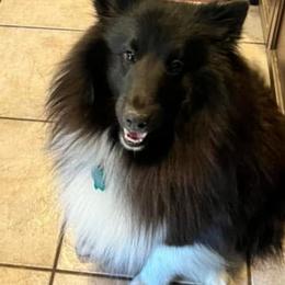 Shetland Sheepdogs from Milady’s Shelties East Texas